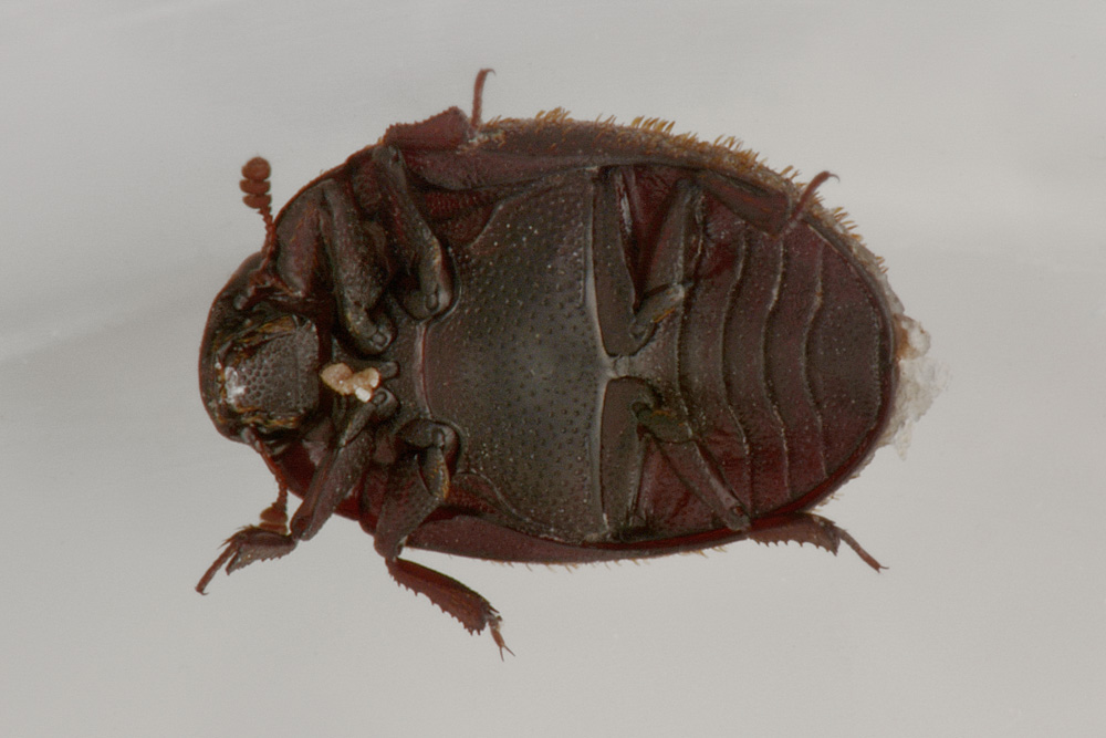 Nosodendron fasciculare , Nosodendridae